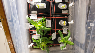 Astronauts' Veggie Garden in Space is About to Grow a Burst of Color